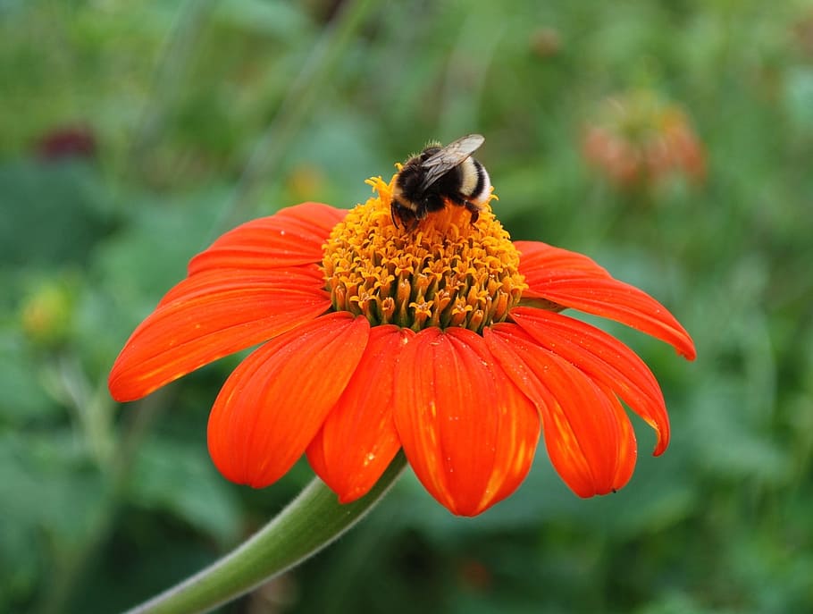 flower, bee, insect, nature, growing, pollen, petals, blooming HD wallpaper