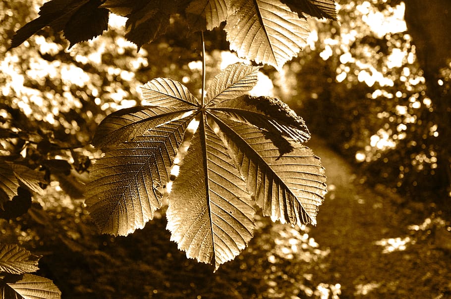 tree, chestnut tree, branch, leaf, chestnut leaf, leaves, foliage, HD wallpaper