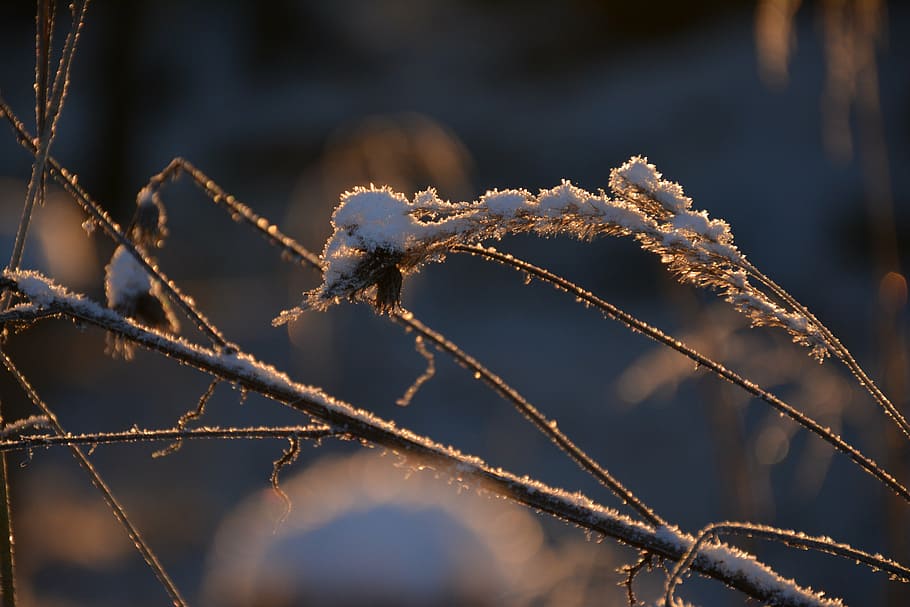 macro, winter, under the snow, closeup, branch, grass, dry grass HD wallpaper