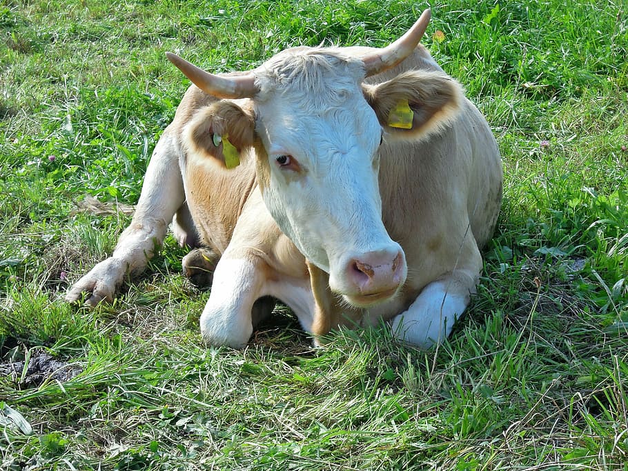 Cow, Meadow, Meadow, View, Lying, Green, Field, curious, to watch HD wallpaper