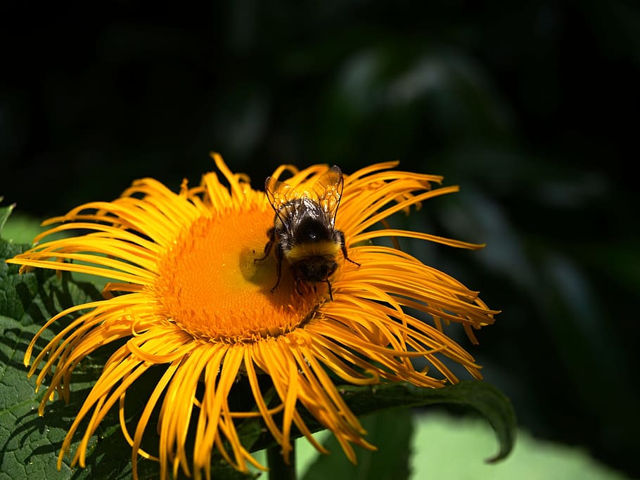 flowers, nature, flowering plant, petal, flower head, invertebrate HD wallpaper