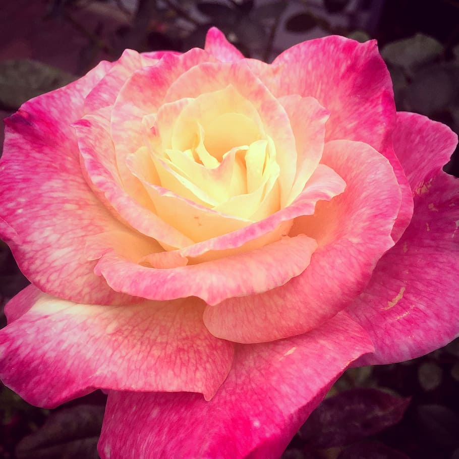 rose, flower, pink, flowering plant, petal, beauty in nature HD wallpaper