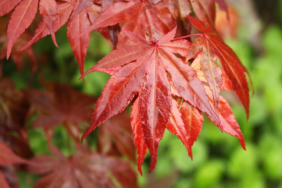 Leaf, Maple, red, autumn, nature, plant, season, close-up, outdoors HD wallpaper