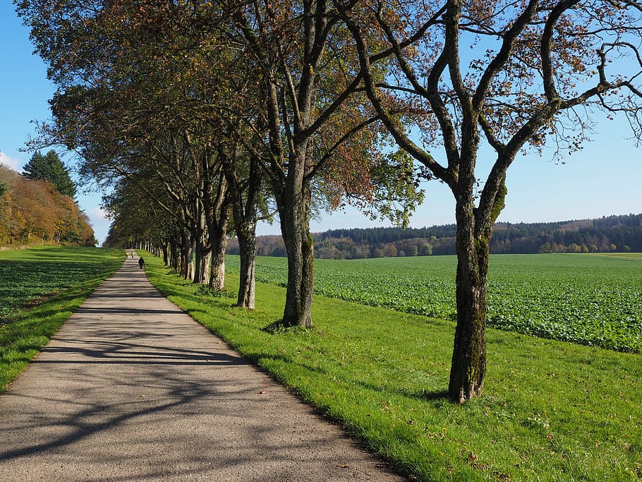 Avenue, Trees, Away, Road, Promenade, sankt johann, nature HD wallpaper