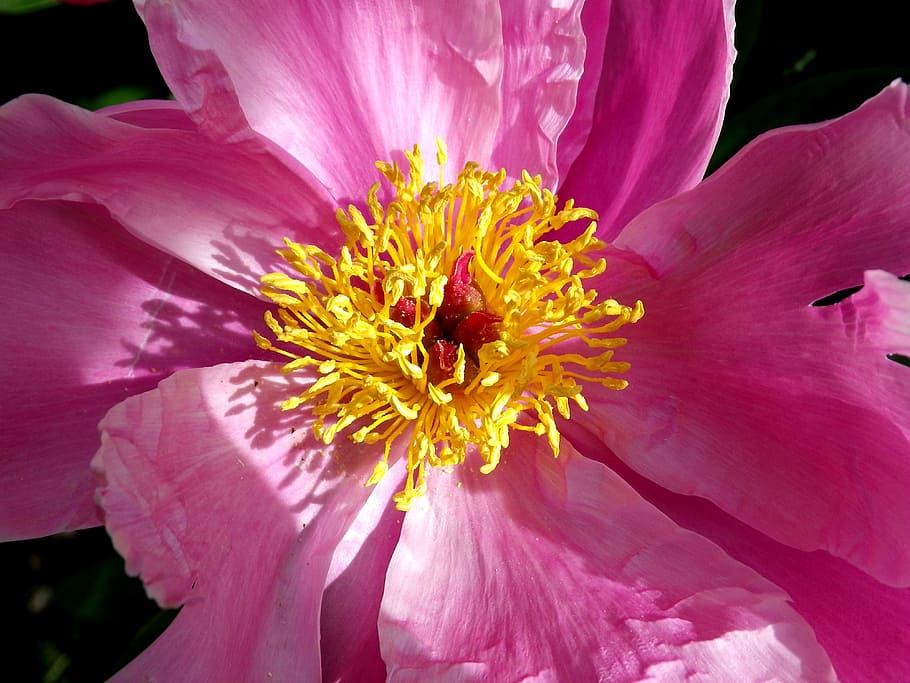 peony, close, pink, spring, flowering plant, vulnerability HD wallpaper