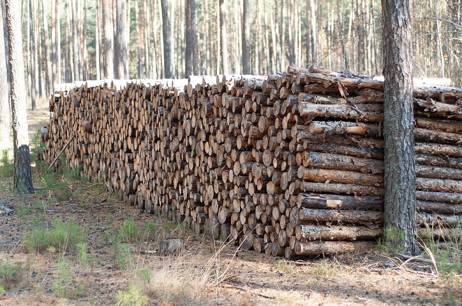 Forest, Trunk, Pine, stack, lumber industry, timber, log, deforestation HD wallpaper