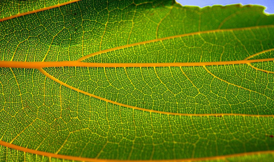 green leaf, structure, autumn leaf, summer leaf, nature, natural HD wallpaper