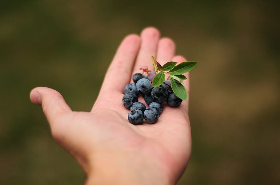 person holding blue berries, blueberries, hand, holding food HD wallpaper