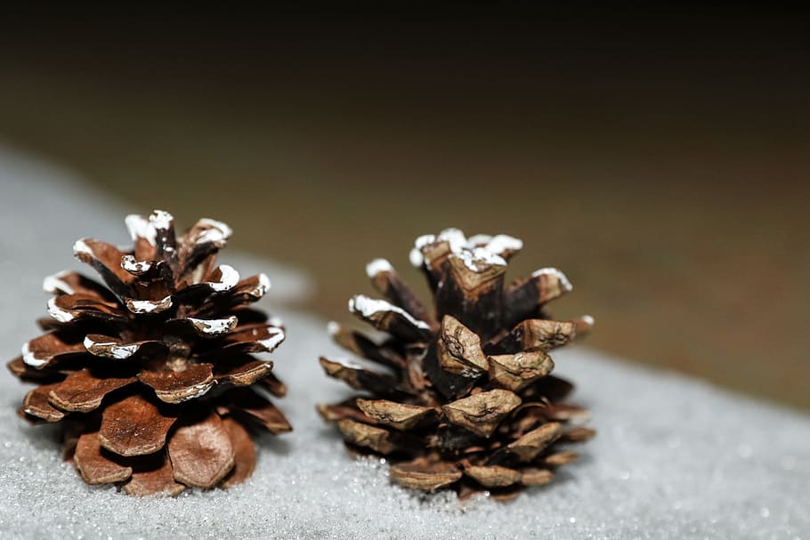 pinecones, winter, nature, close-up, no people, food and drink HD wallpaper