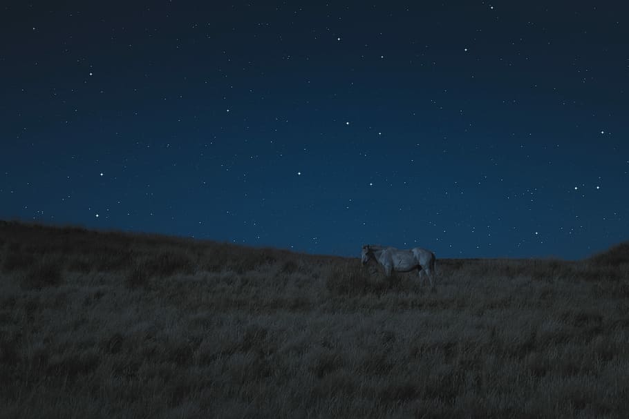 white horse on brown grass during nighttime, brown horse on green grass under the stars, HD wallpaper