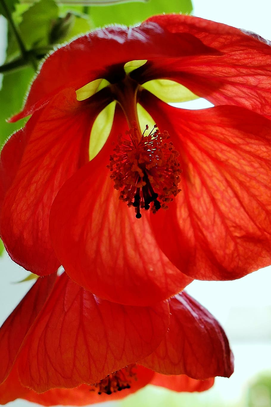 blossom, bloom, stamp, red, close, spring, leaves, early bloomer HD wallpaper