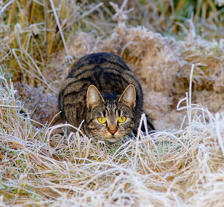 animal photography of brown tabby cat, hunter, lurking, winter HD wallpaper