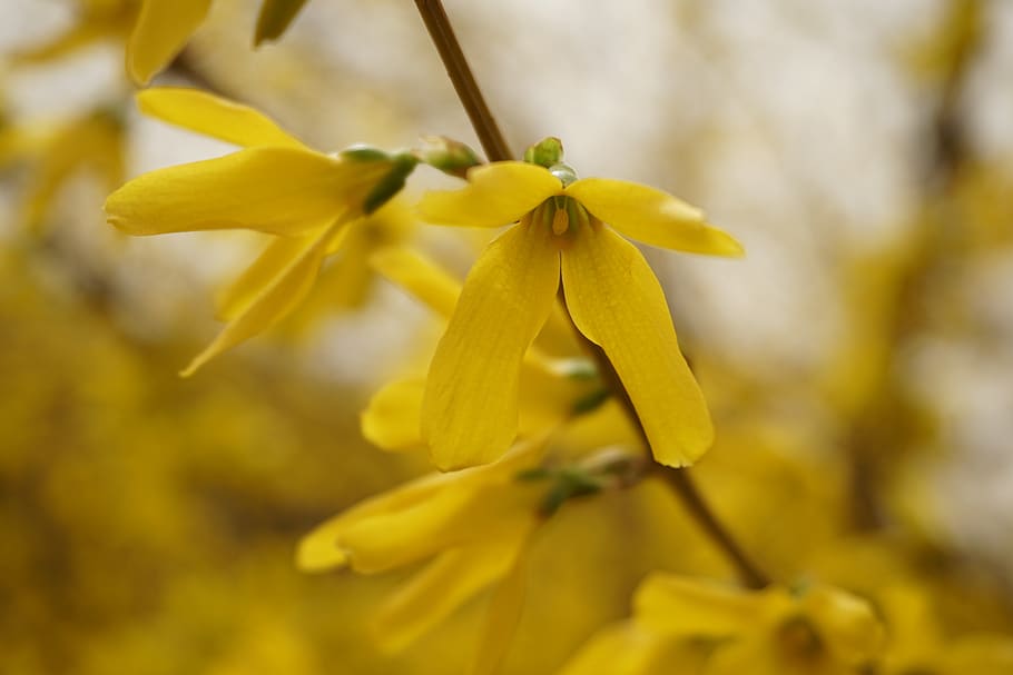 forsythia, yellow, flower, spring, flowering plant, close-up HD wallpaper