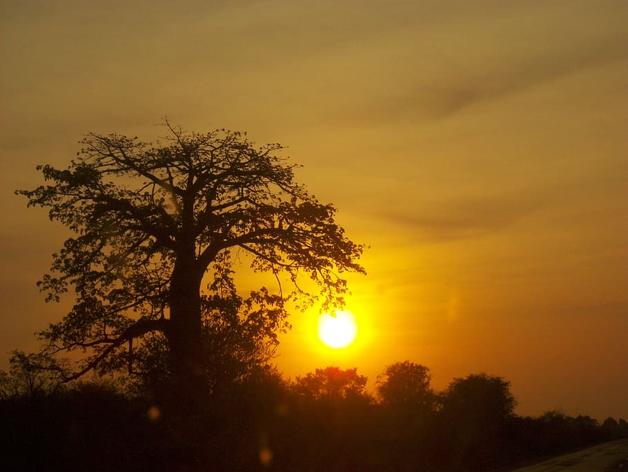 africa, sol, tree, sky, horizon, landscape, sunset, beauty in nature HD wallpaper