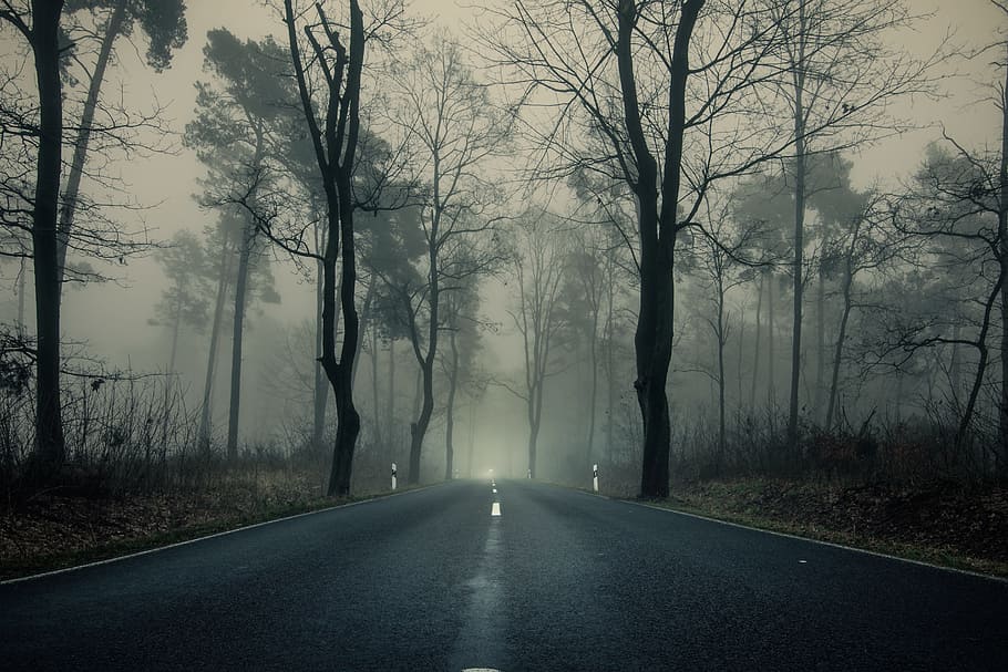 road surrounded by trees at daytime, forest, fog, nature, mood HD wallpaper