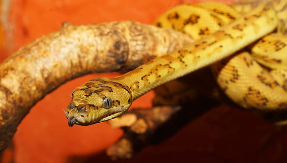beige and brown snake, reptile, python, diamond python, carpet python HD wallpaper