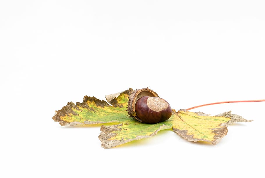 chestnut, autumn, chestnut fruit, open chestnut, chestnut shell