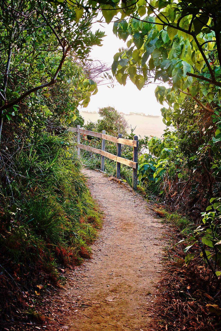 path, track, railing, nature, hiking, walk, plant, tree, direction HD wallpaper