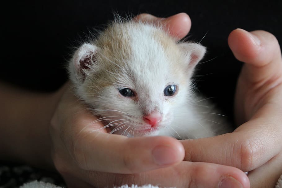 person holding short-fur white and brown kitten, cat, baby cats