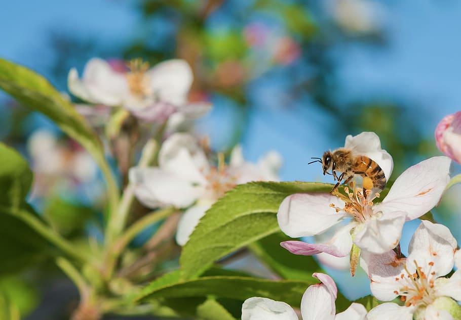 flower, nature, flora, leaf, garden, flowering plant, animals in the wild HD wallpaper
