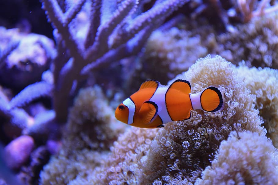 Clown fish near coral