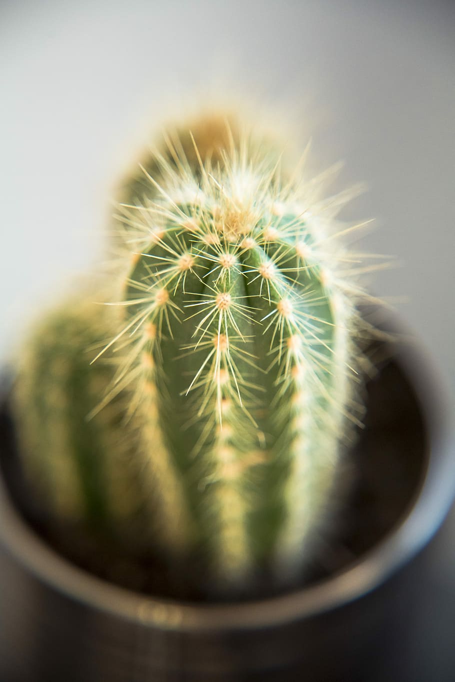 Cactus, Macro, Succulent, Detail, cactae, plant, dry, desert, HD wallpaper