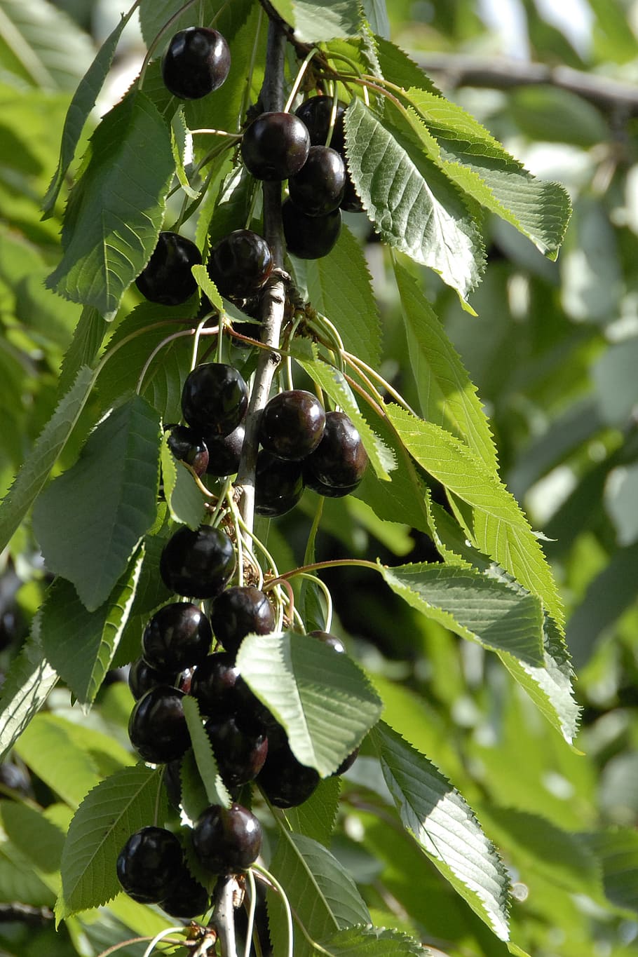 fruit, cherry, fruits, black, food and drink, leaf, plant part HD wallpaper