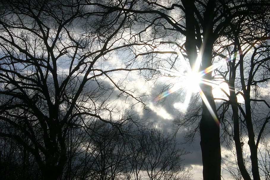 sun, forest, tree, trees, back light, sky, sunset, shadow, plant HD wallpaper