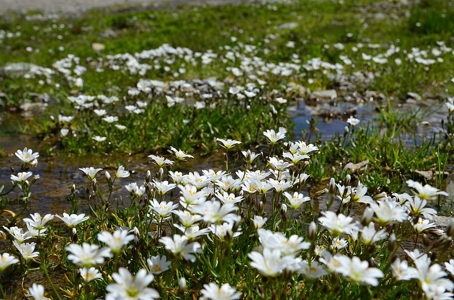 Nature, Spring, Flowers, Spring Flowers, green, landscape, beautiful HD wallpaper