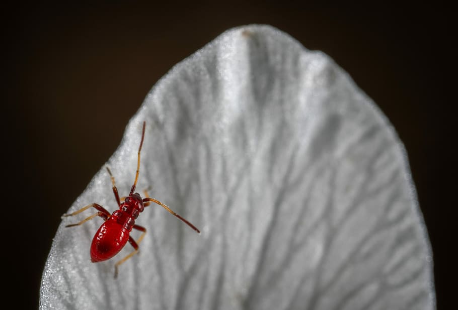 insect, macro, petal, red, one animal, close-up, studio shot HD wallpaper
