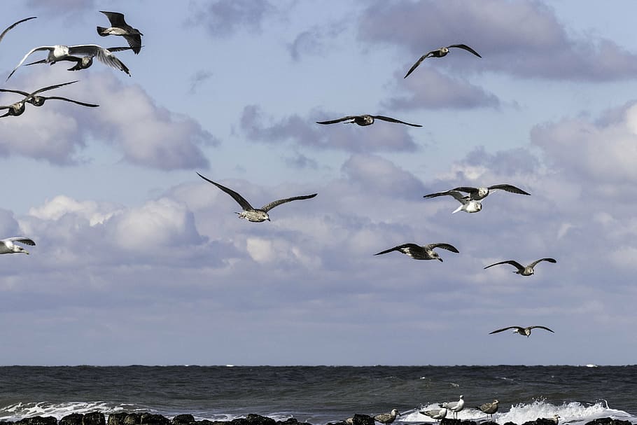 gulls, nature, bird, fly, sea, sky, dom, waterfowl, in flight HD wallpaper