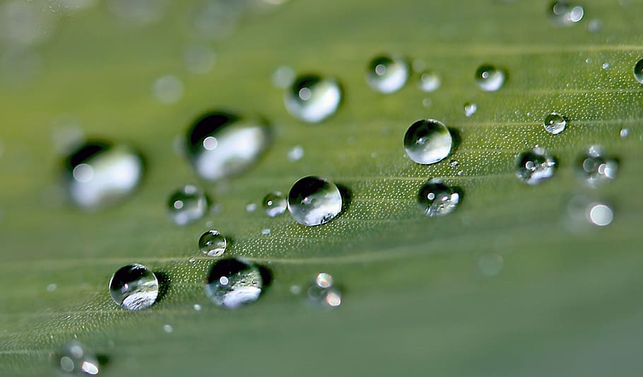 tilt shift photography of water dew on leaf, drops, drops of water, HD wallpaper