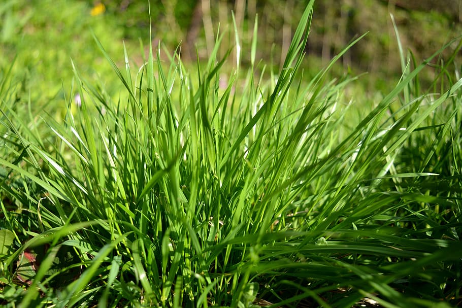 grass, green, meadow, spring, field, lawn, environment, pasture HD wallpaper