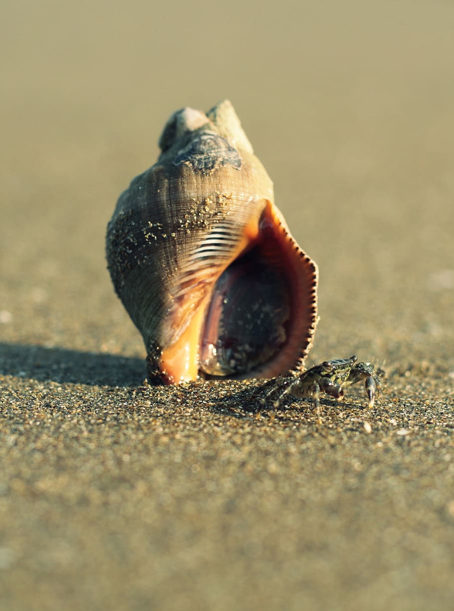 marine, sand, beach, animal, animal themes, animal wildlife HD wallpaper