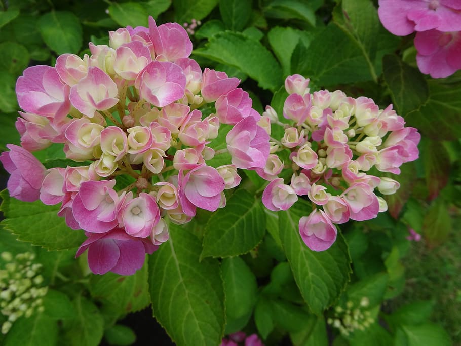 hydrangea, pink, white, perennial, flowering plant, beauty in nature HD wallpaper