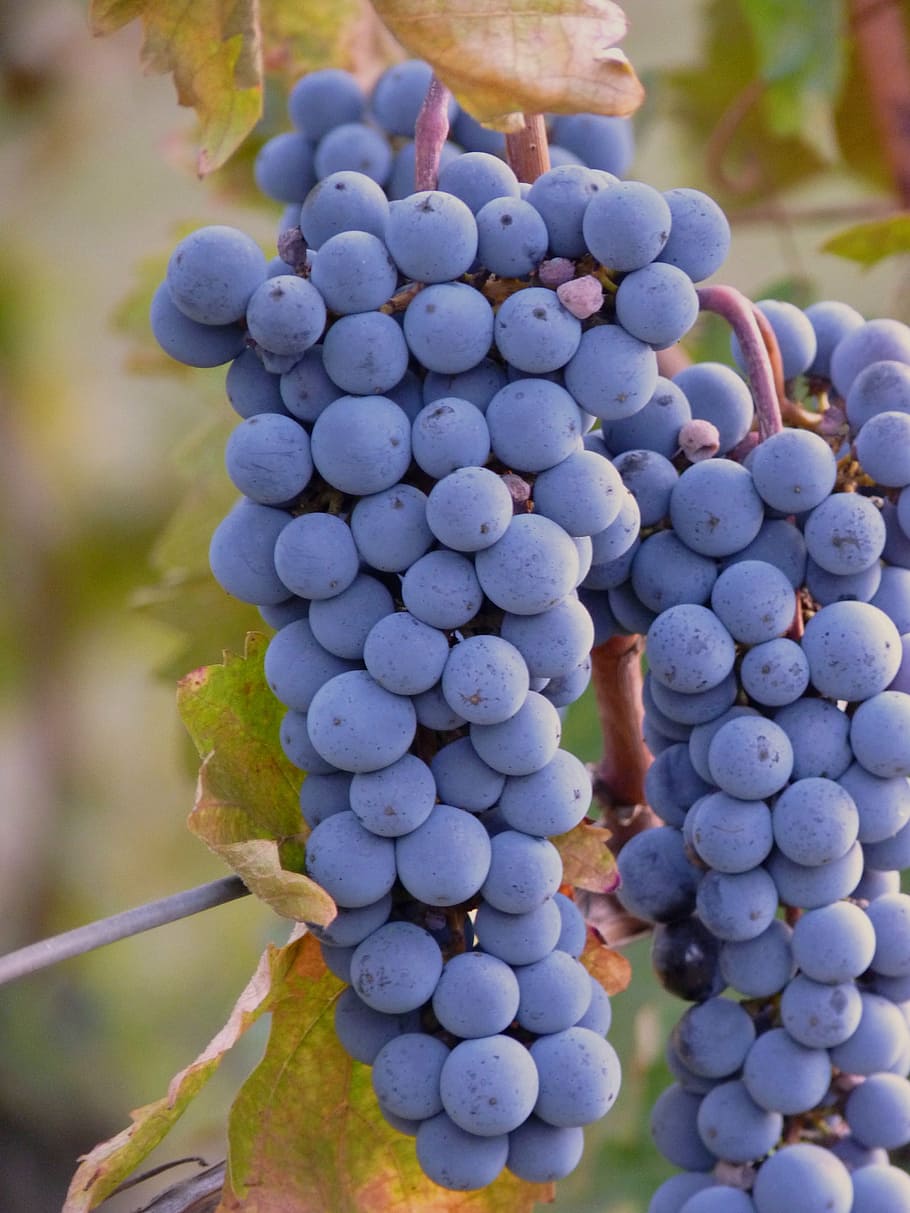 bunch of grapes, wine, vine, fruit, harvest, plant, autumn HD wallpaper