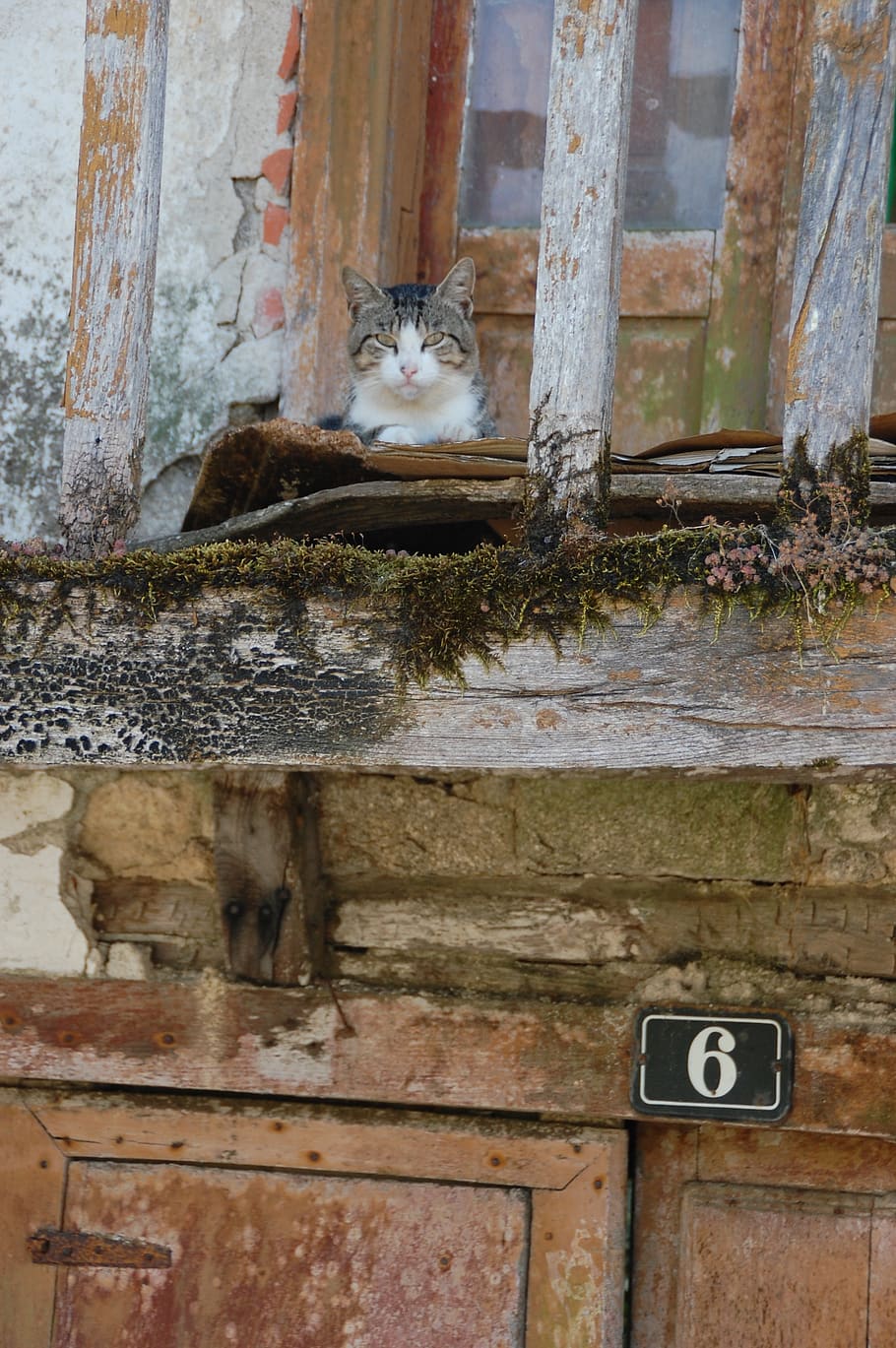 cat, house, old, look, pets, domestic, domestic cat, feline HD wallpaper
