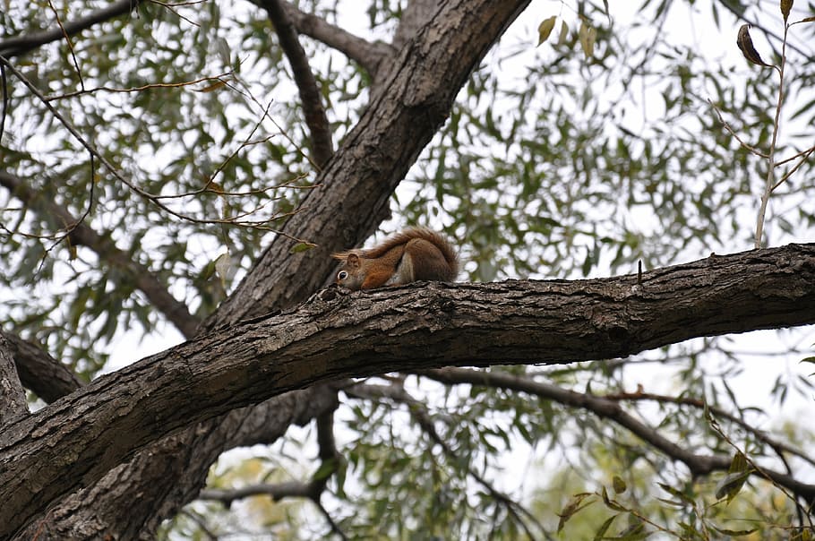 squirrel, tree, park, plant, branch, low angle view, animal themes HD wallpaper