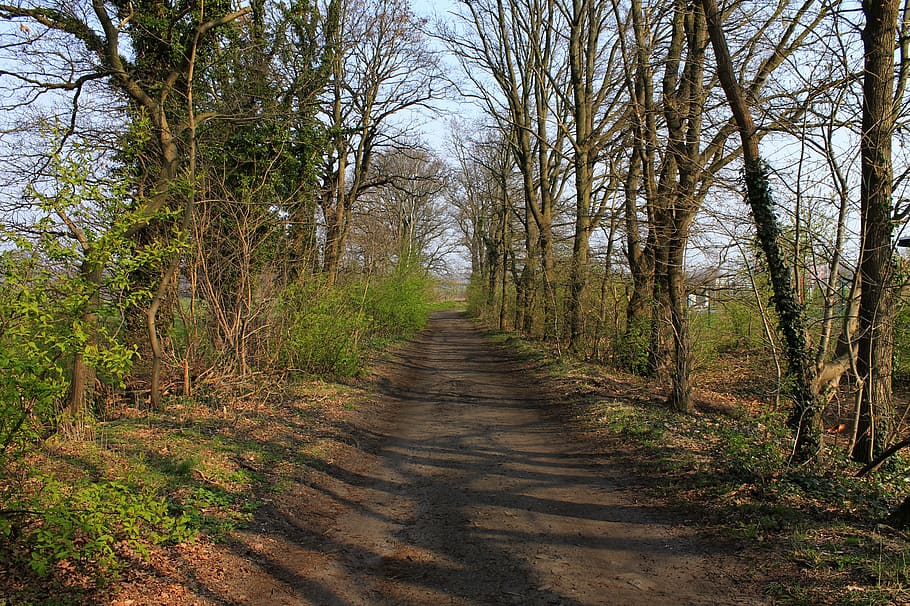 trail, trees, landscape, hiking, the way forward, direction HD wallpaper