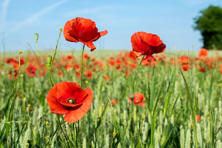 red poppies closeup photography at daytime, Field, Poppy, Cornfield HD wallpaper