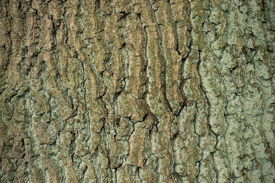 Tree bark texture, abstract, nature, backgrounds, pattern, textured HD wallpaper