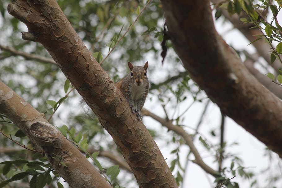 Squirrel, Tree, Nature, Animals, trees, park, rodent, forest HD wallpaper