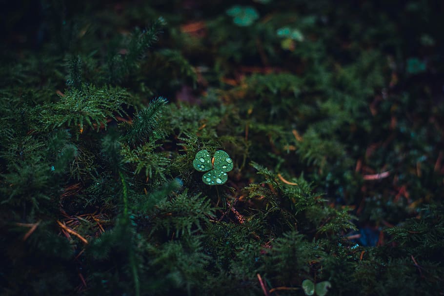 green leafed plant, moss, rain drop, nature, forest, tree, growth HD wallpaper