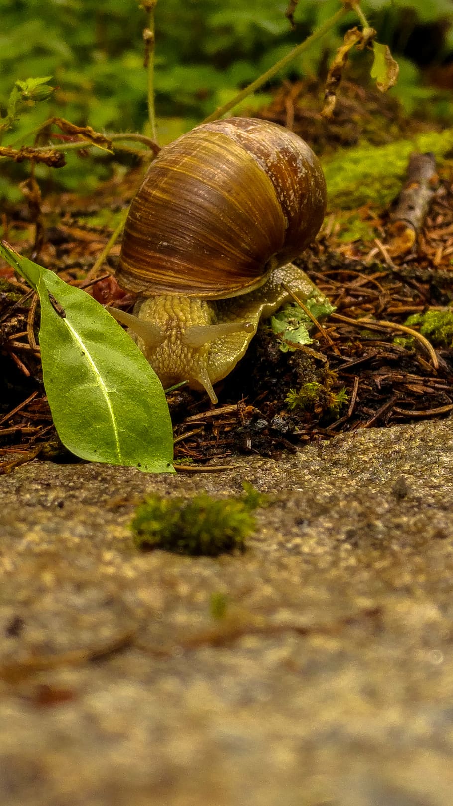 snail, shell, nature, mollusk, slowly, crawl, leaves, gastropod HD wallpaper