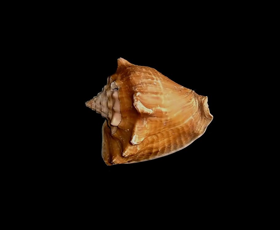 Shell, Seashell, Colorful, black, black background, one animal HD wallpaper