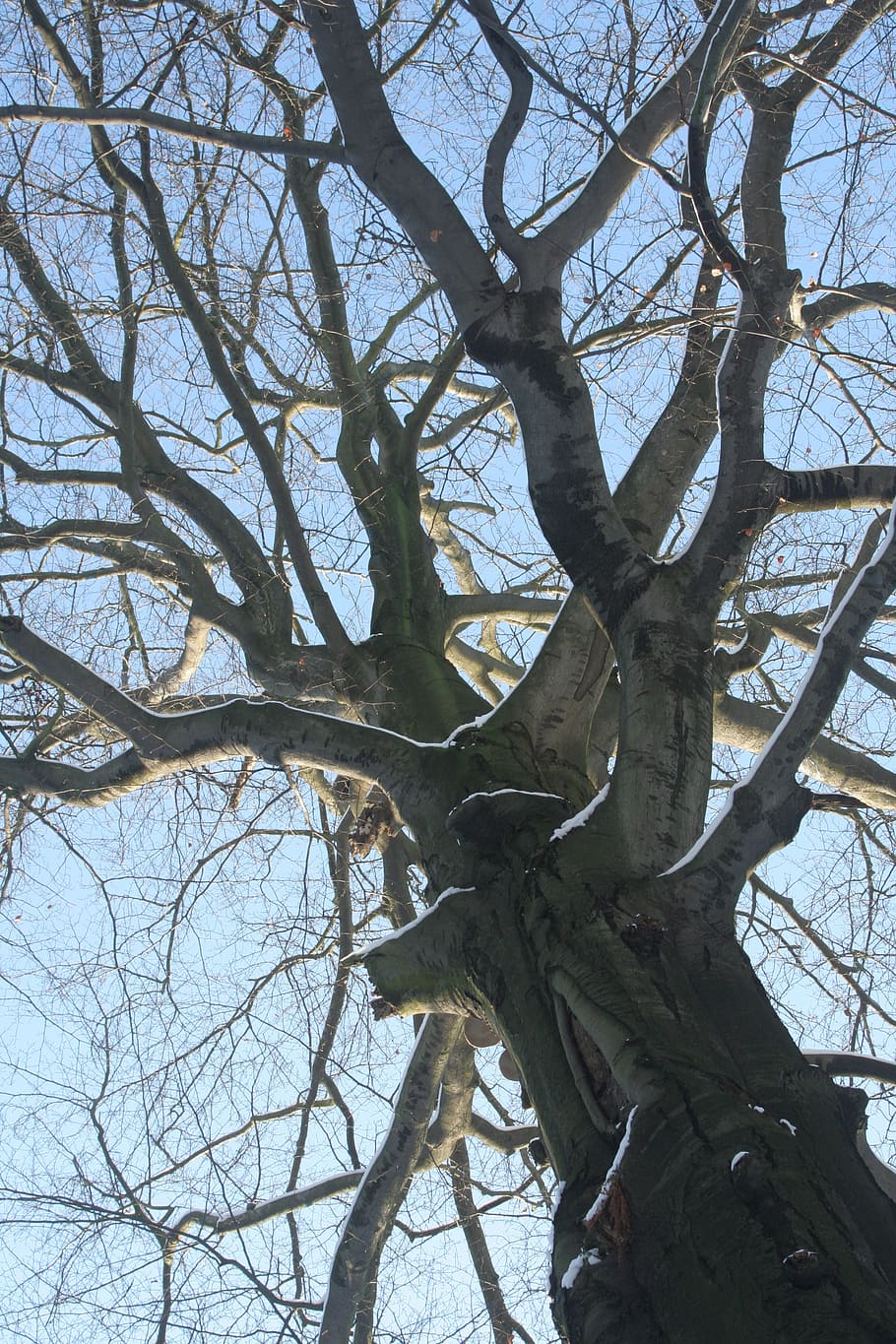 tree, forest, winter, nature, plant, bare tree, low angle view HD wallpaper