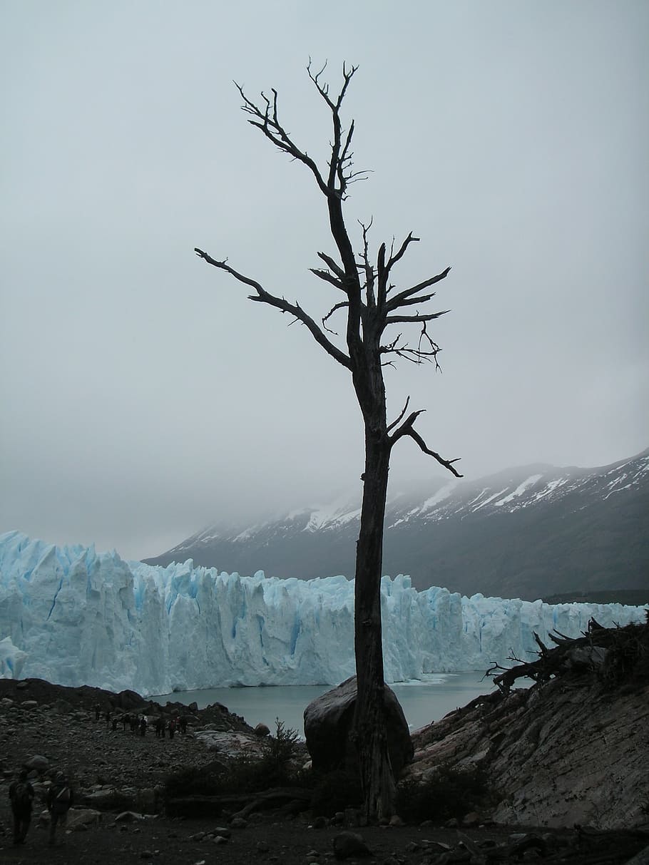 brown withered tree at daytime, chile, glacier, dead tree, clouds HD wallpaper