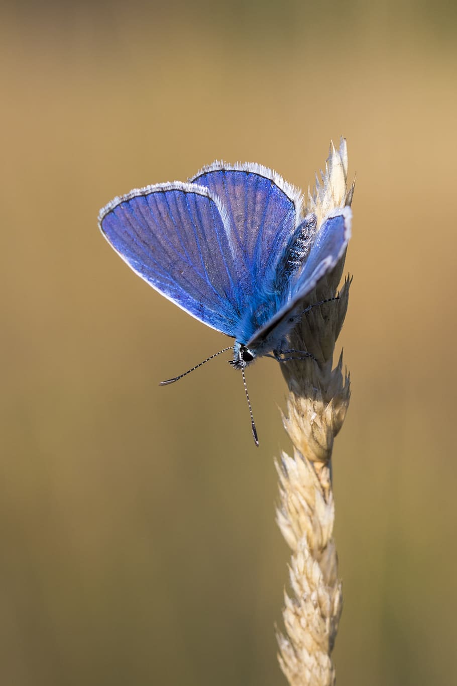 butterfly, insect, macro, close, animal, nature, color, colorful HD wallpaper