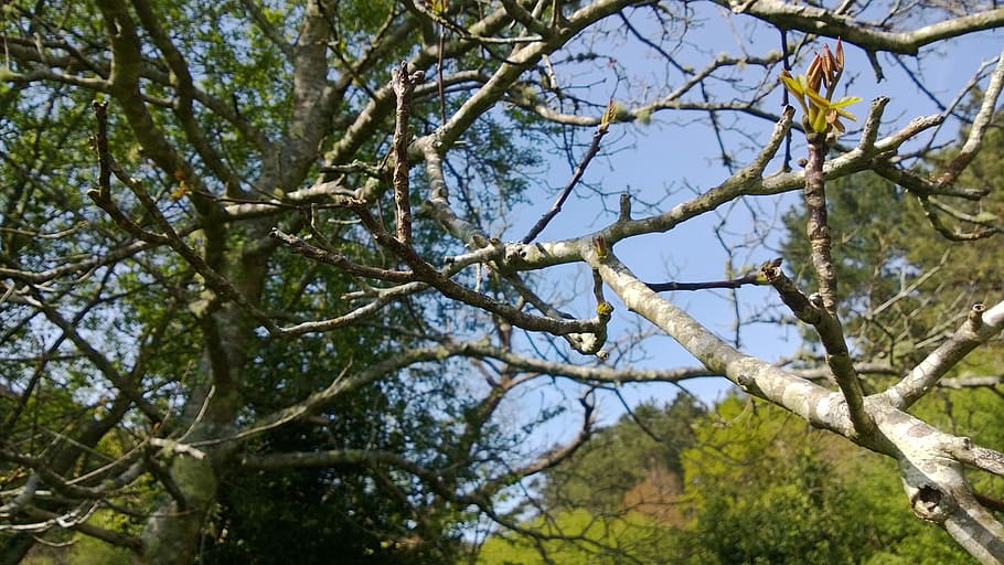 Branches, Tree, Leaves, trees, nature, green, trunk, leaf, plant HD wallpaper