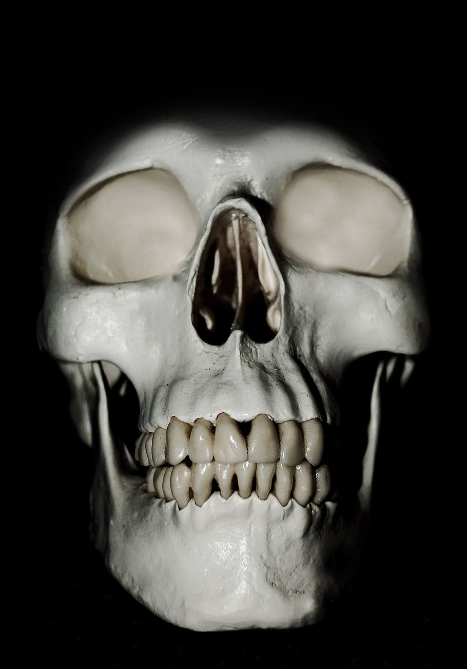 white human skull model, anatomy, background, body, bone, brain HD wallpaper